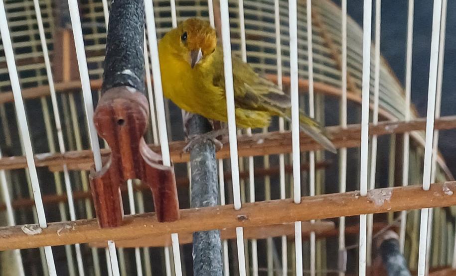 Técnicos do IAT resgataram oito aves silvestres de um cativeiro em Umuamara, no Noroeste do Paraná