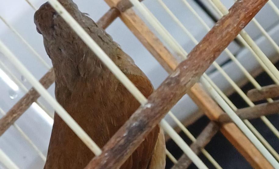 Técnicos do IAT resgataram oito aves silvestres de um cativeiro em Umuamara, no Noroeste do Paraná
