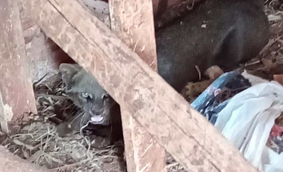 Instituto Água e Terra devolve capivara e gato-mourisco à natureza