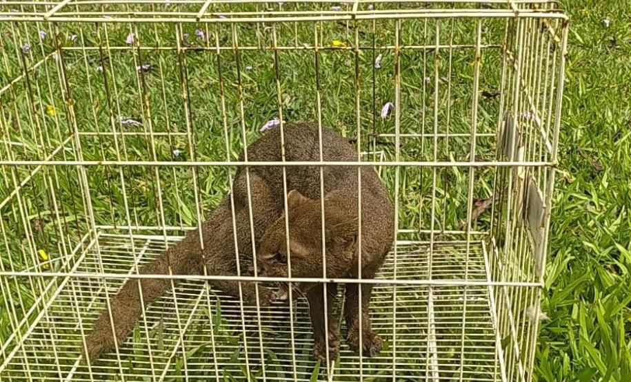 IAT devolve à natureza gato-mourisco resgatado em galinheiro de Campo Mourão