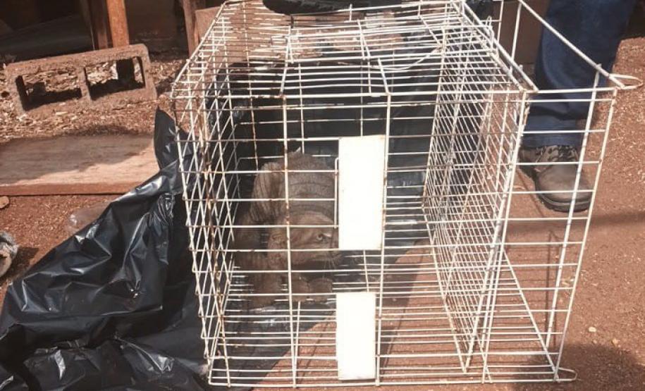 IAT devolve à natureza gato-mourisco resgatado em galinheiro de Campo Mourão