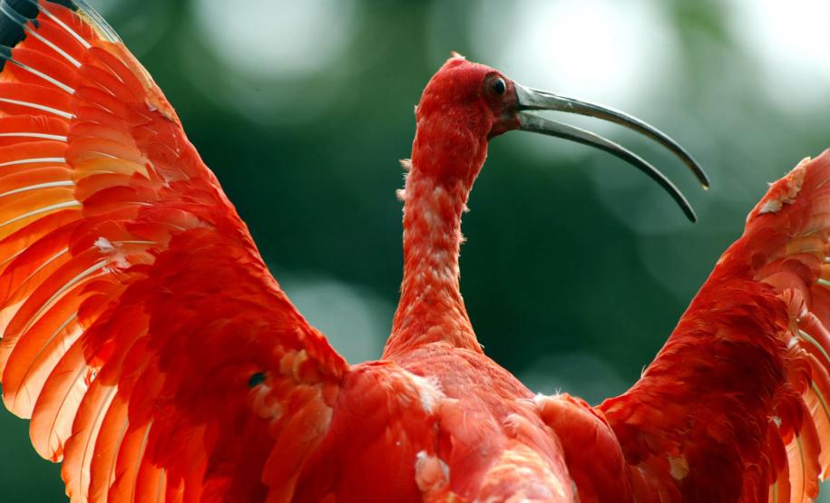 Refúgio da Vida Silvestre dos Guarás: Paraná vai ganhar a 74ª Unidade de Conservação