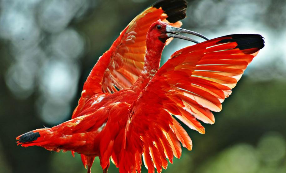 Refúgio da Vida Silvestre dos Guarás: Paraná vai ganhar a 74ª Unidade de Conservação