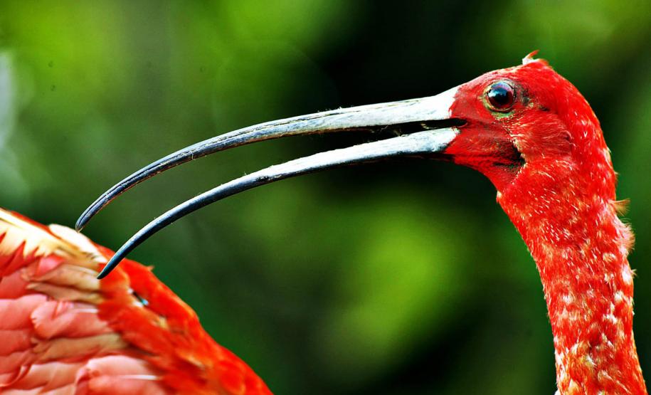 Refúgio da Vida Silvestre dos Guarás: Paraná vai ganhar a 74ª Unidade de Conservação