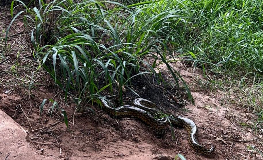 Ação do IAT permitiu o retorno à natureza de uma jiboia de 1,60 metro