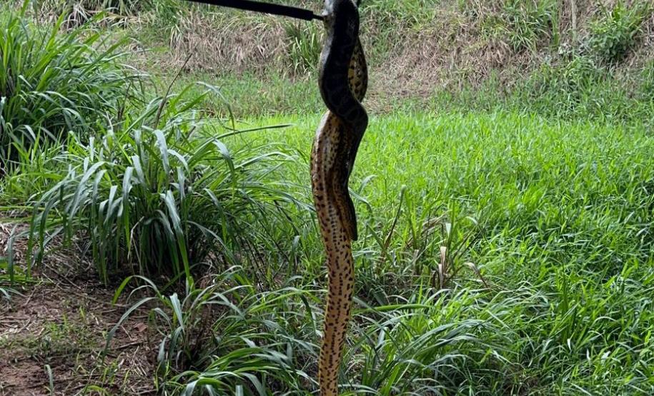 Ação do IAT permitiu o retorno à natureza de uma jiboia de 1,60 metro