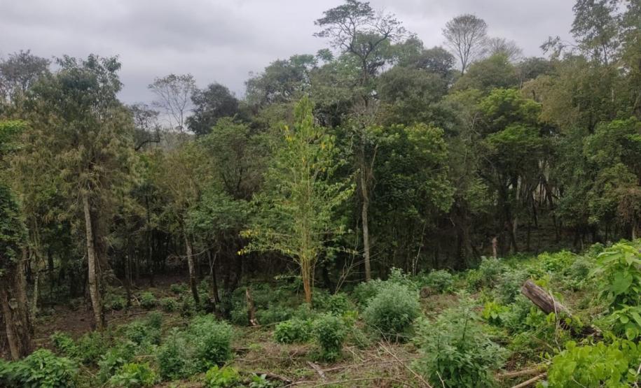 Edição 2024 da Operação Mata Atlântica em Pé identificou 1.433,33 hectares de área ilegalmente desmatada no Paraná