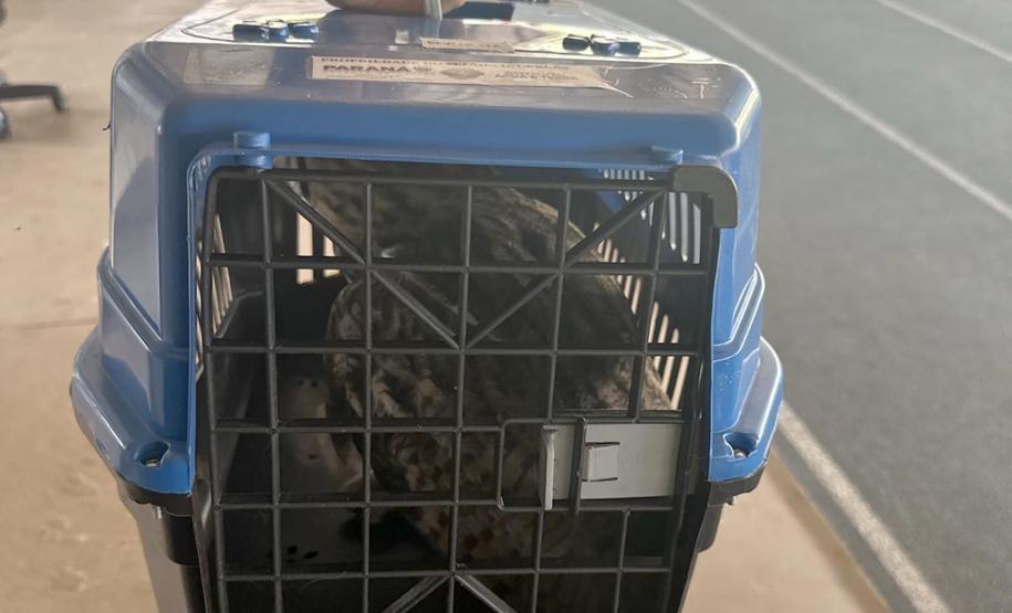 No mesmo dia, Instituto Água e Terra devolve gato-maracajá e coruja-orelhuda à natureza