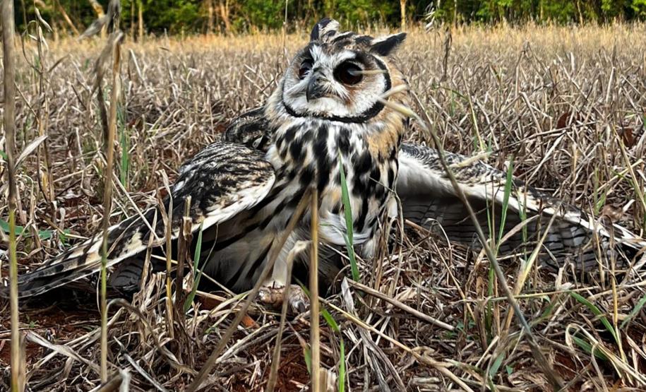 No mesmo dia, Instituto Água e Terra devolve gato-maracajá e coruja-orelhuda à natureza
