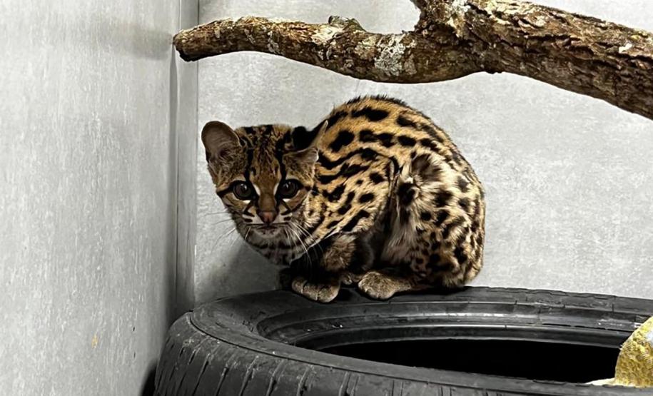 No mesmo dia, Instituto Água e Terra devolve gato-maracajá e coruja-orelhuda à natureza