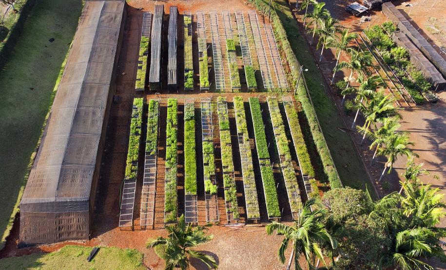 Governo do Estado plantou mais de 123 mil mudas de espécies nativas em pequenos municípios do Paraná.