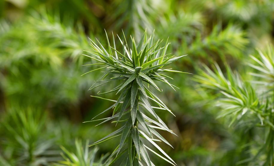 Governo do Estado plantou mais de 123 mil mudas de espécies nativas em pequenos municípios do Paraná.