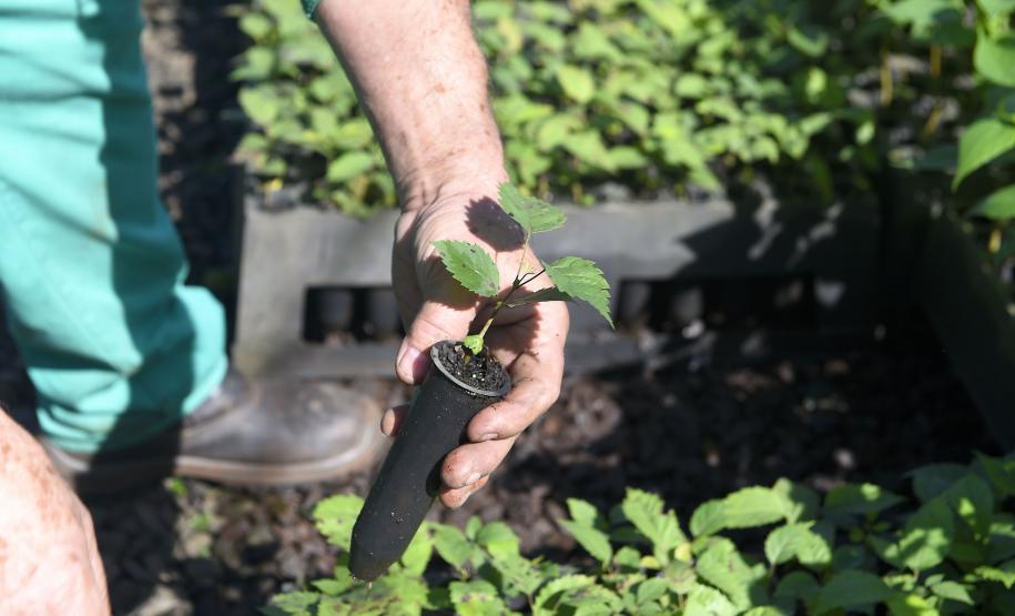 Governo do Estado plantou mais de 123 mil mudas de espécies nativas em pequenos municípios do Paraná.
