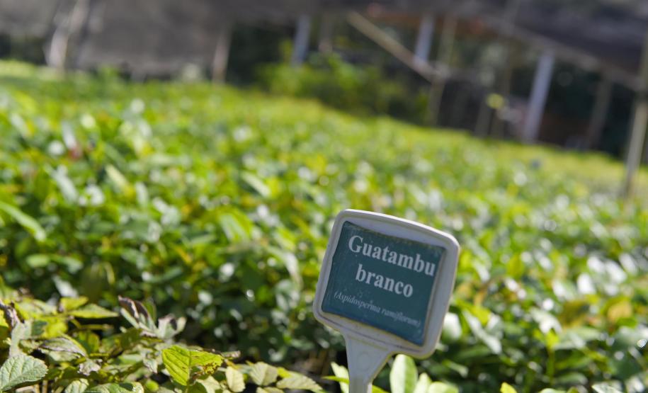 Governo do Estado plantou mais de 123 mil mudas de espécies nativas em pequenos municípios do Paraná.