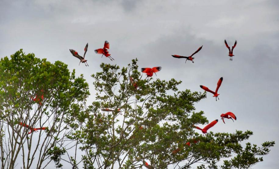 Refúgio da Vida Silvestre dos Guarás: Paraná vai ganhar a 74ª Unidade de Conservação