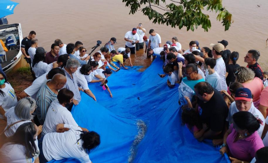 Novo ciclo do projeto Rio Vivo vai soltar 2,6 milhões de peixes nativos nas bacias do Paraná a partir deste mês