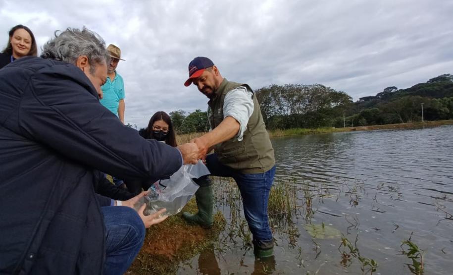 Novo ciclo do projeto Rio Vivo vai soltar 2,6 milhões de peixes nativos nas bacias do Paraná a partir deste mês