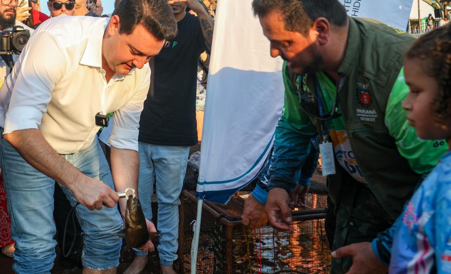 Novo ciclo do projeto Rio Vivo vai soltar 2,6 milhões de peixes nativos nas bacias do Paraná a partir deste mês