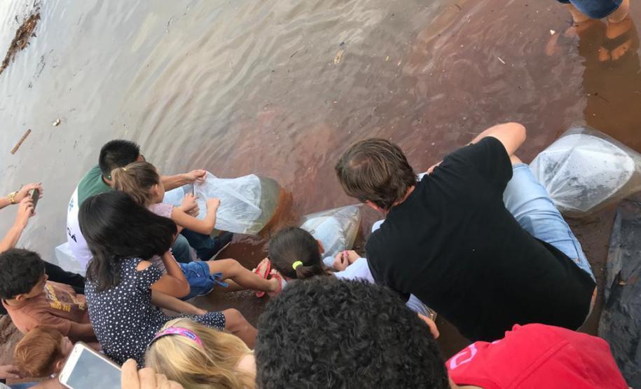 Novo ciclo do projeto Rio Vivo vai soltar 2,6 milhões de peixes nativos nas bacias do Paraná a partir deste mês