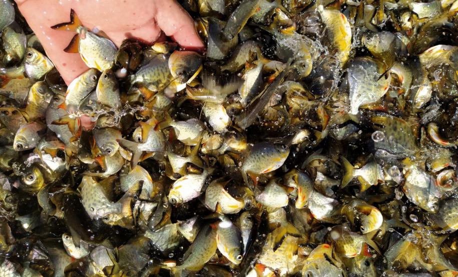 Novo ciclo do projeto Rio Vivo vai soltar 2,6 milhões de peixes nativos nas bacias do Paraná a partir deste mês