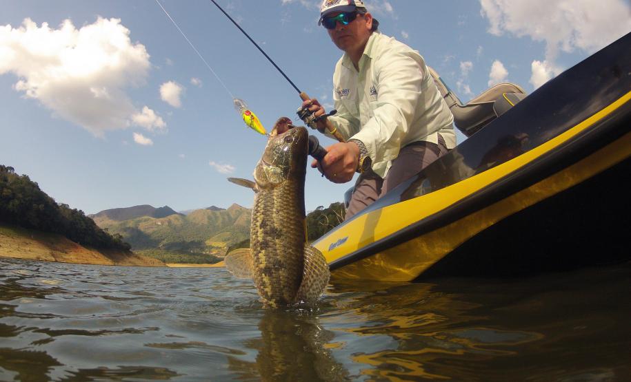 Novo ciclo do projeto Rio Vivo vai soltar 2,6 milhões de peixes nativos nas bacias do Paraná a partir deste mês