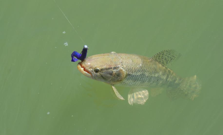 Novo ciclo do projeto Rio Vivo vai soltar 2,6 milhões de peixes nativos nas bacias do Paraná a partir deste mês