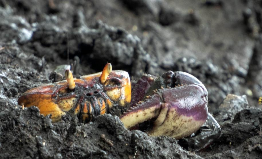 Com regras e fiscalização, IAT autoriza captura do caranguejo-uçá a partir de domingo