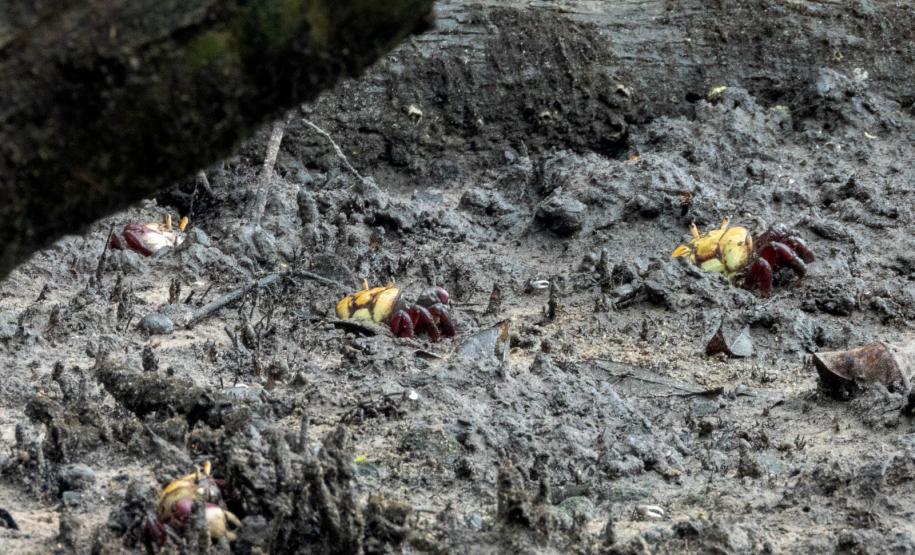 Com regras e fiscalização, IAT autoriza captura do caranguejo-uçá a partir de domingo