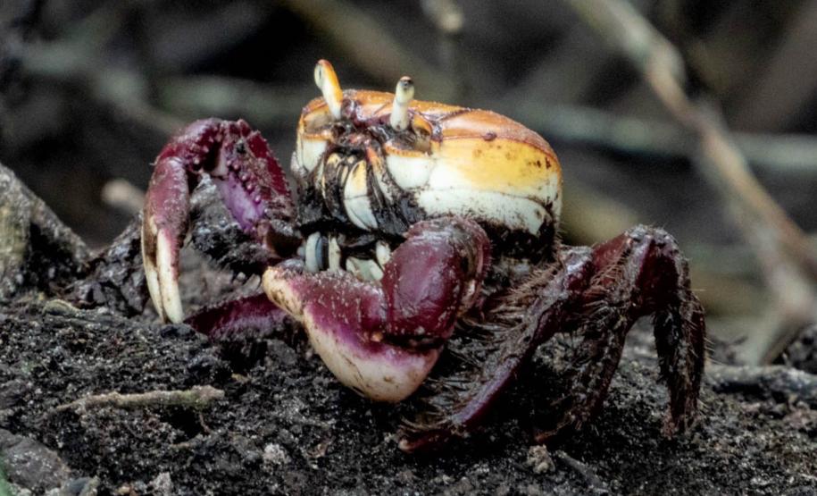 Com regras e fiscalização, IAT autoriza captura do caranguejo-uçá a partir de domingo