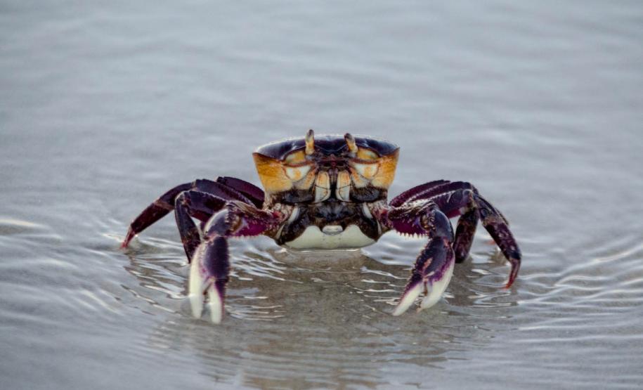 Com regras e fiscalização, IAT autoriza captura do caranguejo-uçá a partir de domingo