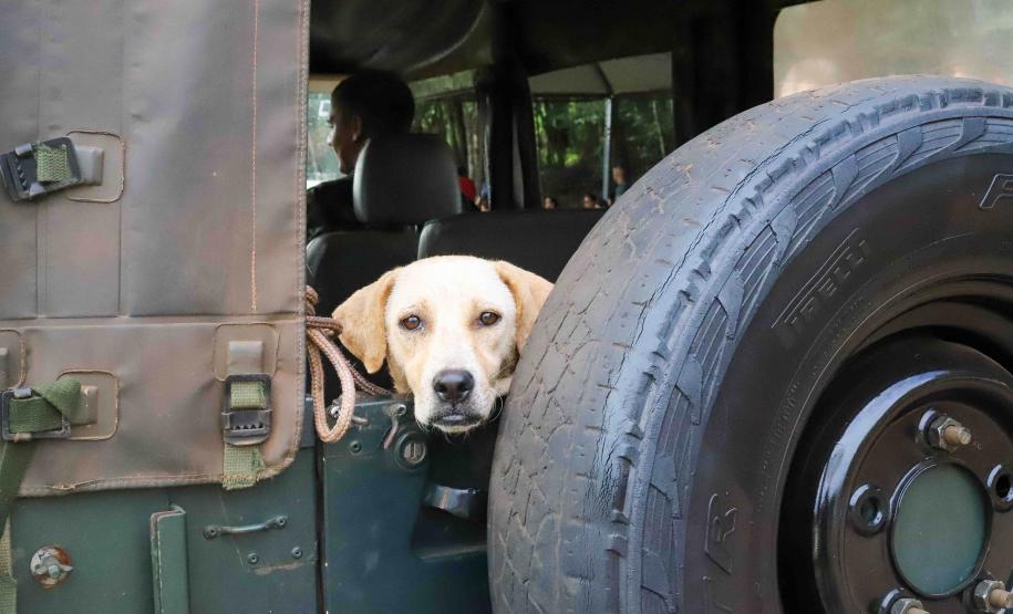 Programa CastraPet Paraná terá pela primeira vez ação de castração de pets na Ilha do Mel, em Paranaguá