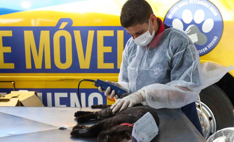 Na nova temporada do CastraPet Paraná, Guaíra recebeu 196 castrações nesta sexta-feira (1º)