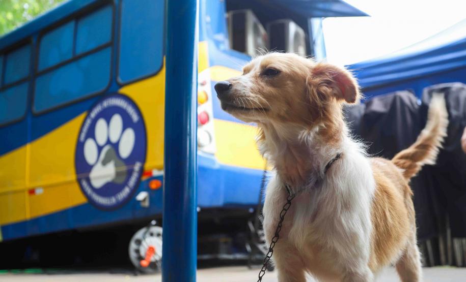 Programa CastraPet Paraná terá pela primeira vez ação de castração de pets na Ilha do Mel, em Paranaguá