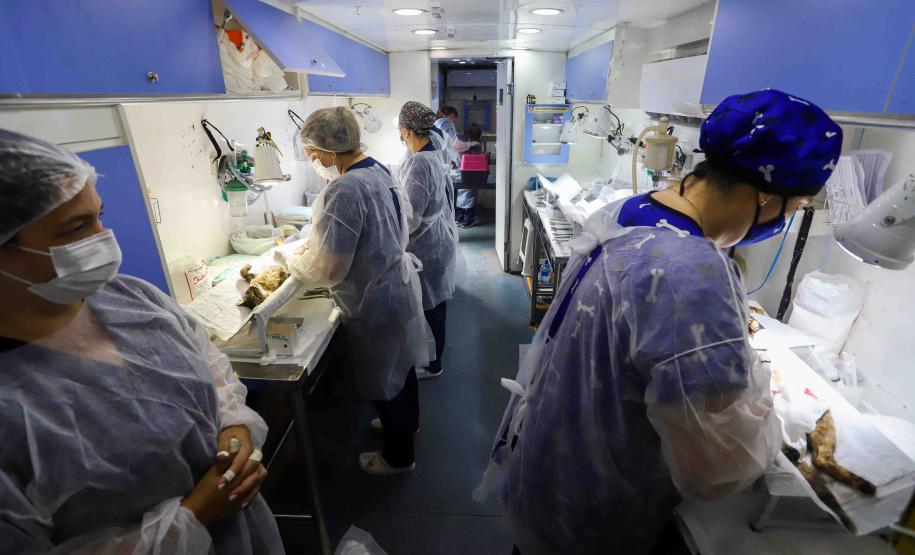 Na nova temporada do CastraPet Paraná, Guaíra recebeu 196 castrações nesta sexta-feira (1º)