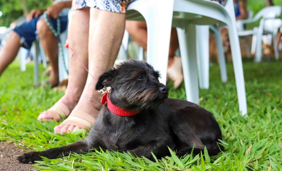 Programa CastraPet Paraná terá pela primeira vez ação de castração de pets na Ilha do Mel, em Paranaguá