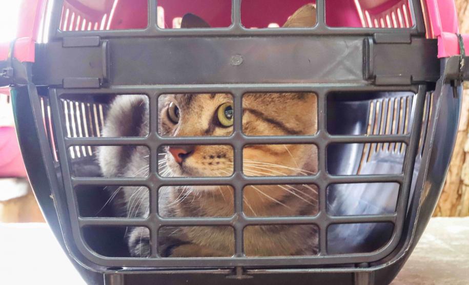 Programa CastraPet Paraná terá pela primeira vez ação de castração de pets na Ilha do Mel, em Paranaguá