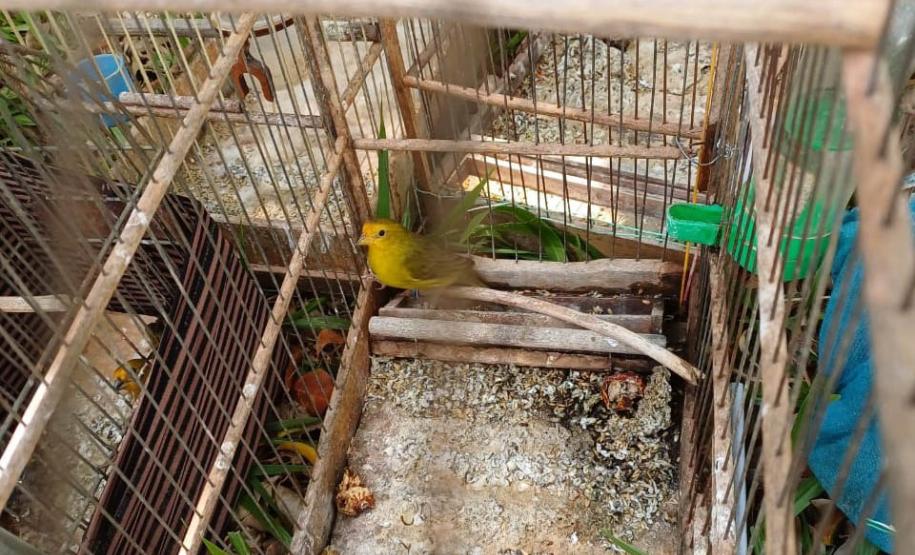 Regional do IAT em Umuarama apreendeu 14 pássaros criados de maneira irregular em Cruzeiro do Oeste, no Noroeste do Paraná.