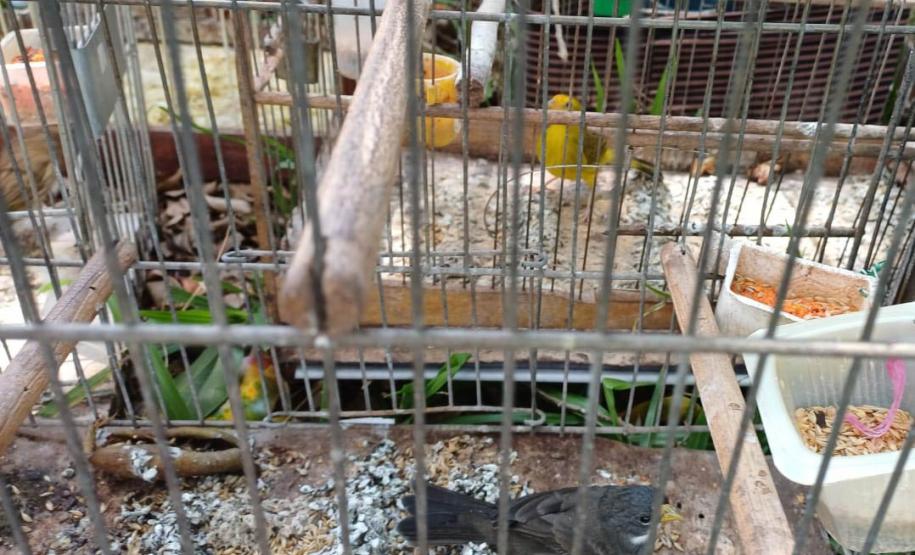 Regional do IAT em Umuarama apreendeu 14 pássaros criados de maneira irregular em Cruzeiro do Oeste, no Noroeste do Paraná.