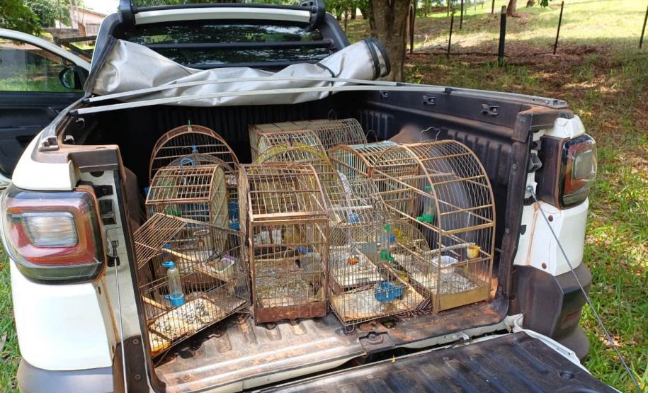 Regional do IAT em Umuarama apreendeu 14 pássaros criados de maneira irregular em Cruzeiro do Oeste, no Noroeste do Paraná.