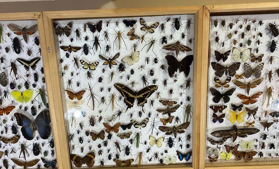 Flávia Ostapiv Noguchi é a chefe responsável pelo núcleo de educação ambiental da regional do IAT em Pato Branco.