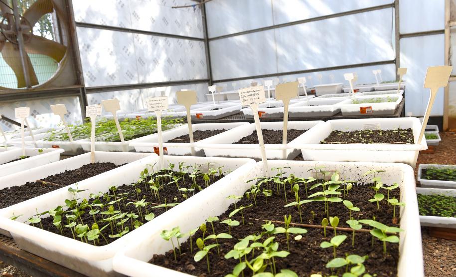 Paraná Mais Verde versão 2025 terá o início da reestruturação dos viveiros e laboratórios de sementes administrados pelo IAT
