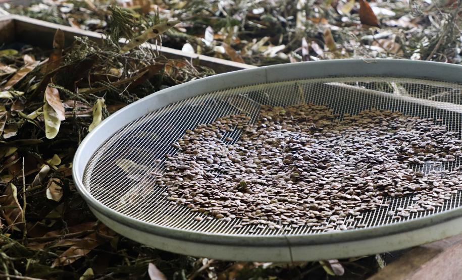 Paraná Mais Verde versão 2025 terá o início da reestruturação dos viveiros e laboratórios de sementes administrados pelo IAT