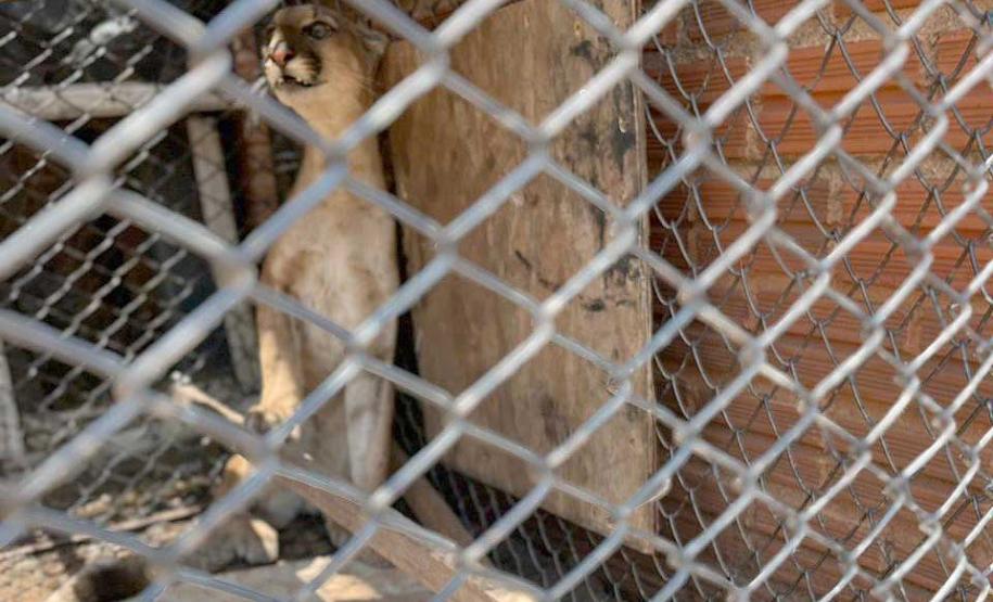 Técnicos do IAT fazem no mesmo dia resgate e soltura de filho de onça- parda em Umuarama