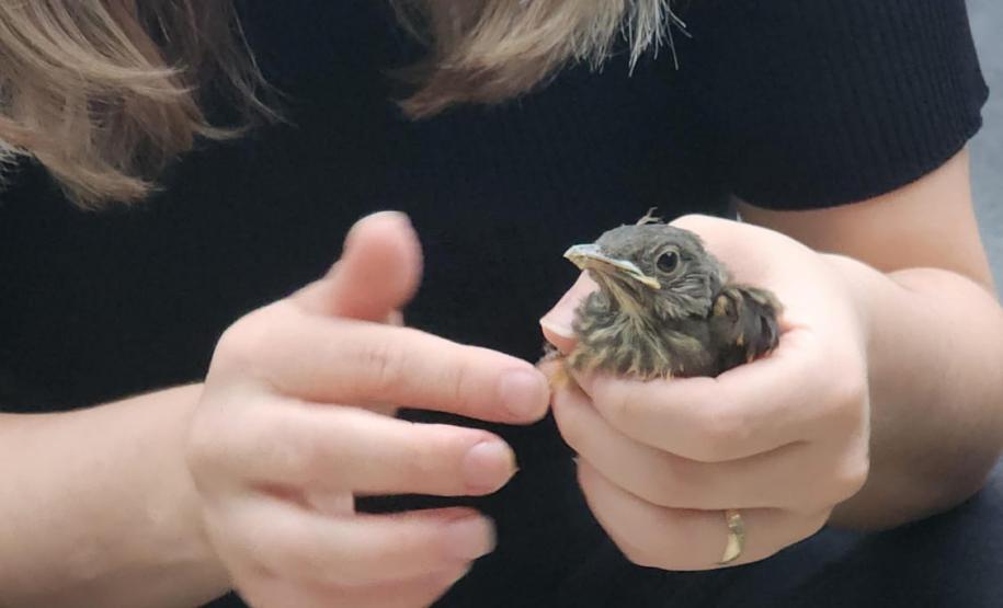 Período de calor coincide com o da reprodução das aves: é preciso seguir as orientações corretas para evitar acidentes com a fauna silvestre