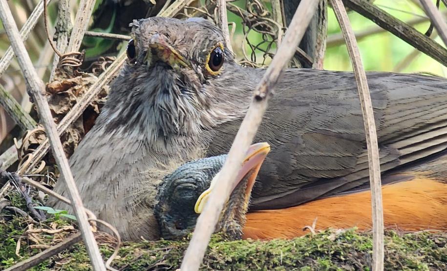 Período de calor coincide com o da reprodução das aves: é preciso seguir as orientações corretas para evitar acidentes com a fauna silvestre.
