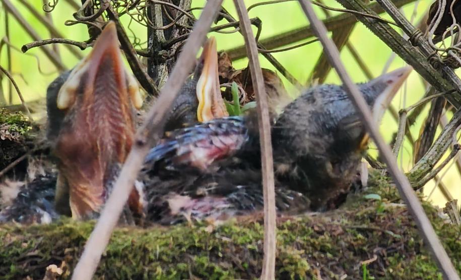 Período de calor coincide com o da reprodução das aves: é preciso seguir as orientações corretas para evitar acidentes com a fauna silvestre.