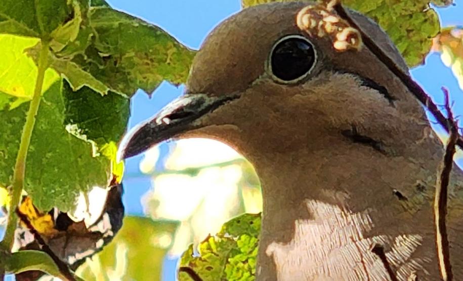 Período de calor coincide com o da reprodução das aves: é preciso seguir as orientações corretas para evitar acidentes com a fauna silvestre.