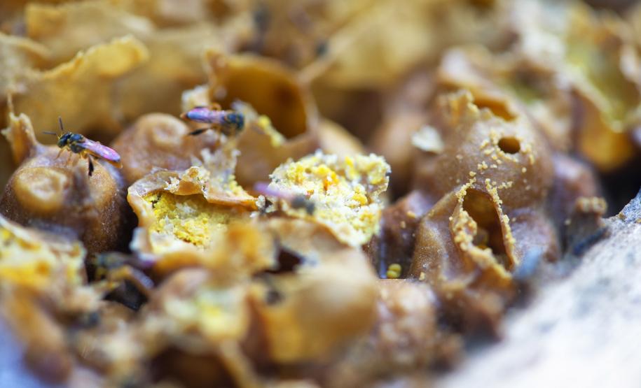 Poliniza Paraná fica entre os 20 projetos mais influentes na América Latina em 2024