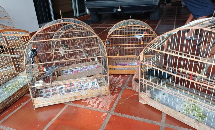 IAT apreendeu 11 pássaros criados de maneira irregular em Umuarama, no Noroeste do Paraná