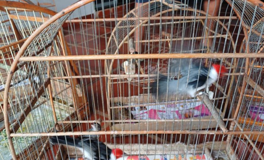 IAT apreendeu 11 pássaros criados de maneira irregular em Umuarama, no Noroeste do Paraná